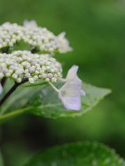 雨に濡れた薄紫色のガクアジサイ