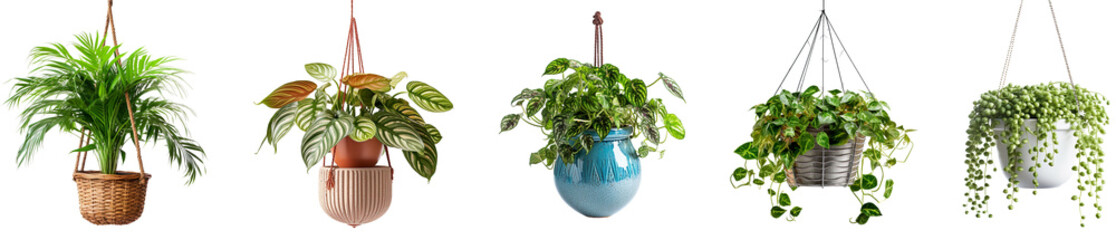 Collection of indoor hanging plants isolated on a transparent background, Generative Ai 