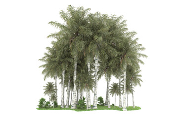 Tropical forest isolated on transparent background. 3d rendering - illustration