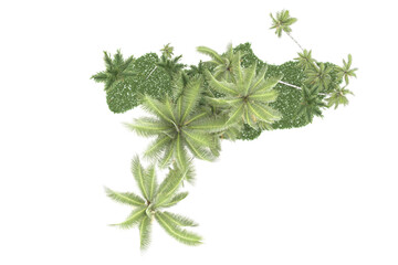 Tropical forest isolated on transparent background. 3d rendering - illustration