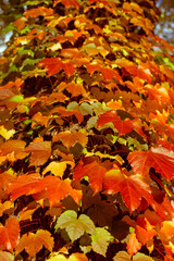 木の幹に群生して赤と黄色に紅葉するカエデ