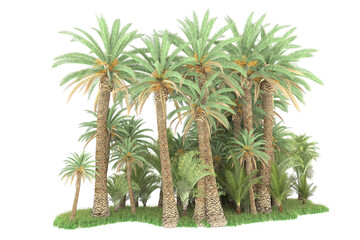 Tropical forest isolated on transparent background. 3d rendering - illustration