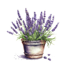 Watercolor illustration of a pot of lavender