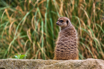Meerkat Sentry On Rock