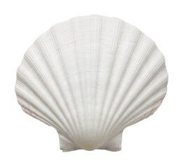 Close up of ocean shell, png, cut out, without background - obrazy, fototapety, plakaty