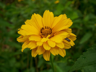 A close-up photo of a heliopsis flower