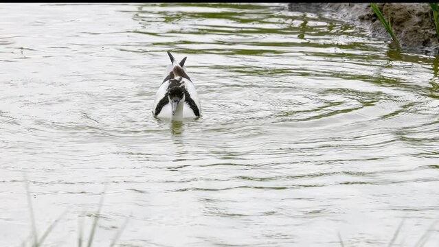 Avocet wading seabird feeding on the marshlands of the lincolnshire coast marshlands, UK