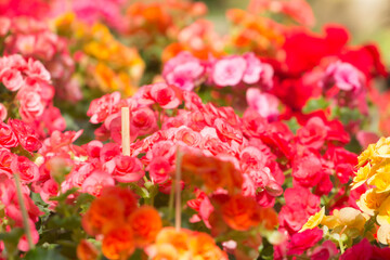 rose, tuberous, begonias, begonia, tuberhybrida Used for background