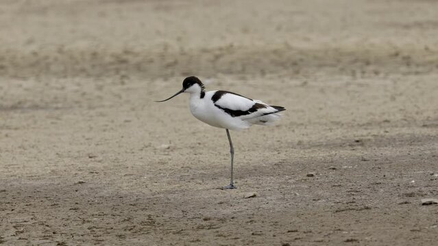 Avocet wading seabird feeding on the marshlands of the lincolnshire coast marshlands, UK