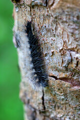 Eupterote Testacea (Walker). Black caterpillar with white hair Tree background