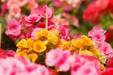 rose, tuberous, begonias, begonia, tuberhybrida Used for background