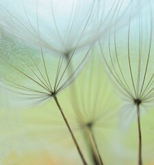 dandelion seeds 