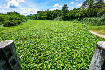 Water hyacinth problem. That is the one of water pollution.
Water hyacinth that covers the water...