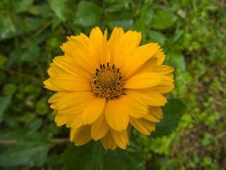 yellow flower in the garden