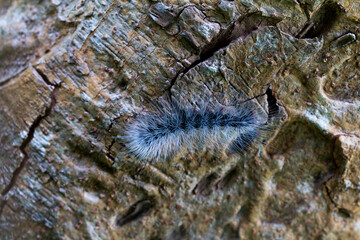Eupterote Testacea (Walker). Black caterpillar with white hair Tree background