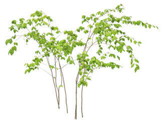 ツリバナ7月撮影樹高1.4m