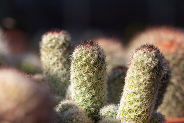 cactus garden on the farm hobby and leisure activities for another form of happiness