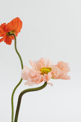 Delicate peach pink and red poppy flowers bouquet on white background. Aesthetic close up view floral composition