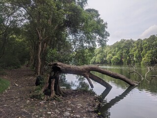 Fototapeta na wymiar tree on the river