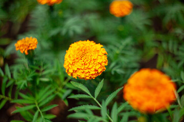 Marigolds, Tagetes erecta flowers in the garden