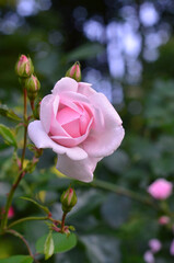  Branch of summer flowering light pink rose bush with flower and buds against natural blurred bohen background .Closeup photo outdoors. Greeting concept . Free copy space