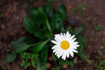Common daisy Bellis perennis flower close up. © Klemenso