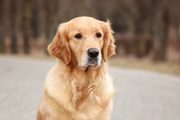 close-up portrait of dog golden retriever labrador in autumn in autumn park