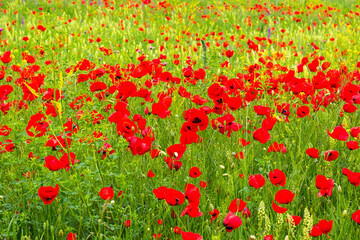 Field of poppy flowers, daylight and outdoor, Georgian nature