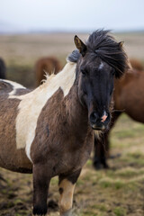 Fototapeta premium Portrait two colored icelandic horse in rough weather in summer