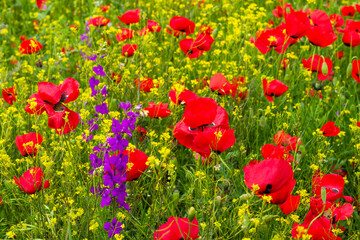 Obraz premium Field of poppy flowers, daylight and outdoor, Georgian nature