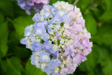 淡青色と淡紅色のバイカラーのアジサイ