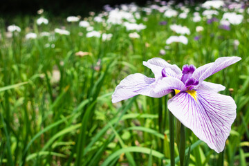 緑に映える白と紫のハナショウブ