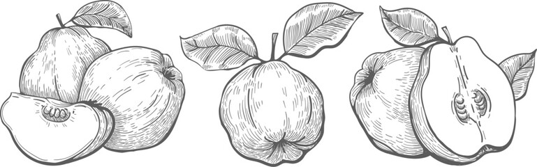 Quince sketch drawings