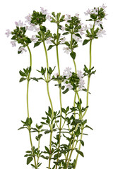 Thyme flowers, lat. Thymus, isolated on white background