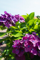 梅雨の晴れ間に咲き誇る紫のアジサイ