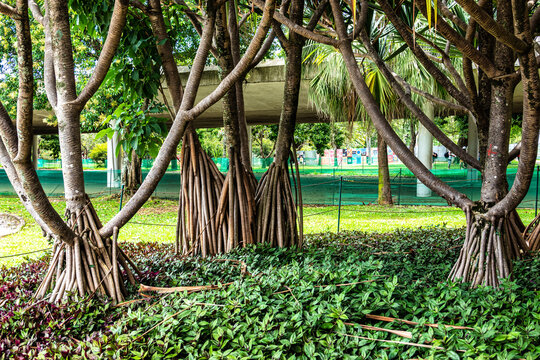 Parque do Ibirapuera, Sao Paulo, Brazil. One of the largest parks in the city of Sao Paulo.