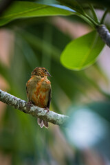 Seychelles bird on a branch