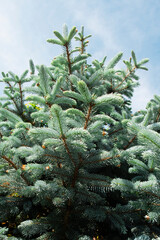 銀青色の葉が美しいプンゲンストウヒ ポプシー