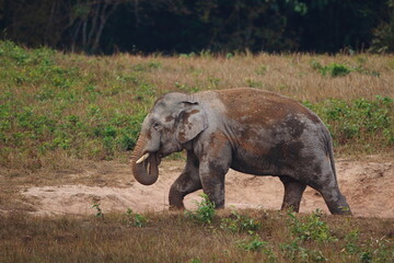 Fototapeta premium Wild Asian Elephants in the forest