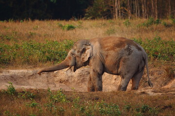 Fototapeta premium Wild Asian Elephants in the forest