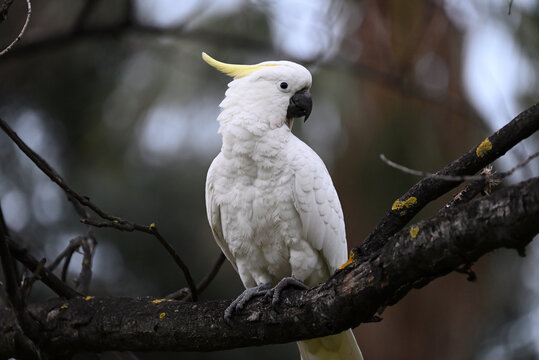 A sulphur-crested cockatoo perched on a branch in a bare deciduous tree during winter, with the large white bird turning its head to the side - Powered by Adobe