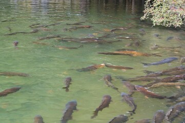 Koi carp in a Japanese garden pond