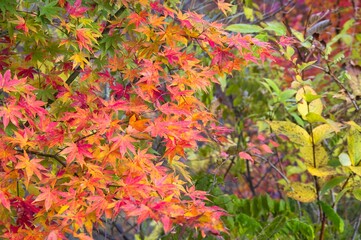 Naklejka na ściany i meble Autumn colors in Naruko Gorge