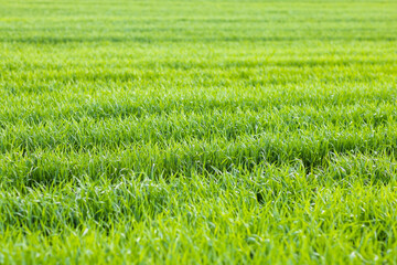 Obraz premium Close-up on grass on a meadow with paths against a cloudy sky