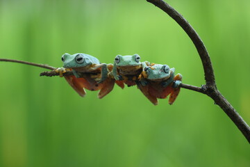 frog, flying frog, green frog, three green frogs on a wooden branch against a green background