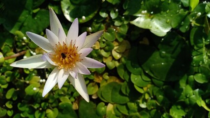 white lotus flower 