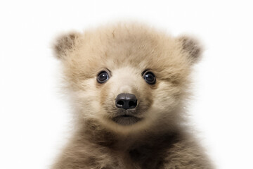 Obraz premium A cute baby grizzly takes the spotlight in a studio setting, standing against a white backdrop. Generative AI.