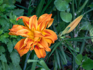 Obraz premium Closeup view of bright orange and red blooming flower of hemerocallis fulva kwanso aka orange daylily with buds in garden