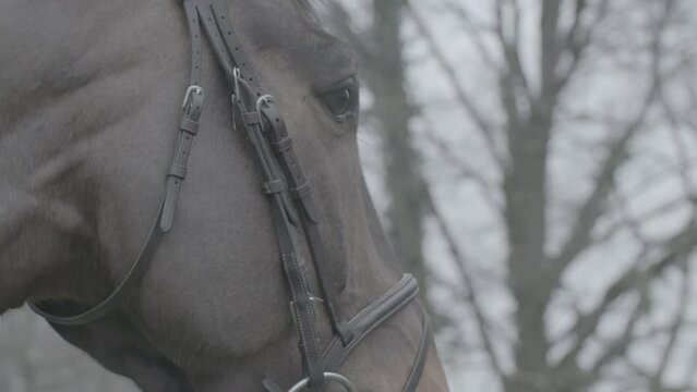 Close up shot a a horses head with reins in slowmotion going from its nose to its ears LOG