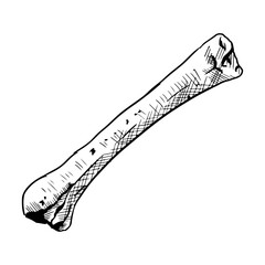 Illustration of a bone. Vector hand-drawn sketch. Isolated on white.